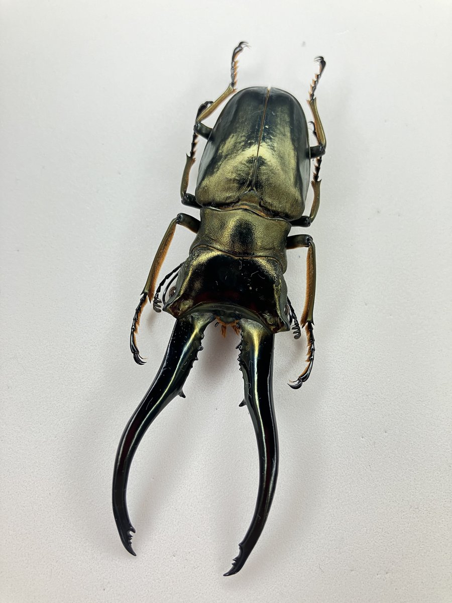 Cyclommatus monguilloni モンギロンホソアカクワガタ 別名スーパー