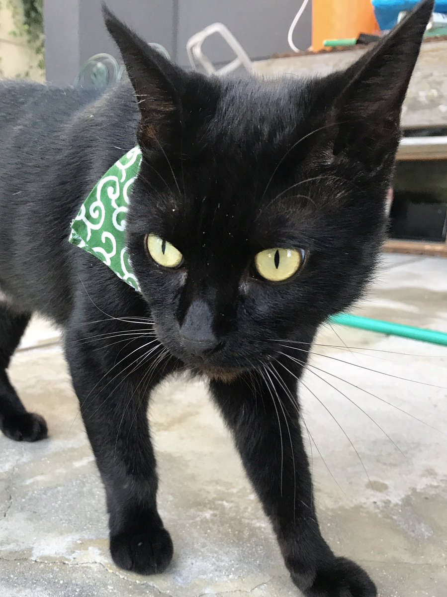 時をかける猫ニャ119 