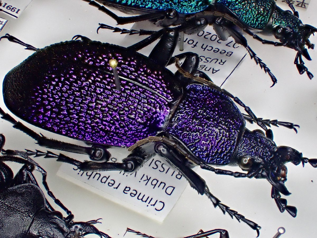 イボハダオサムシ標本 ☆クリミア半島産C.scabrosus tauricus Carabus