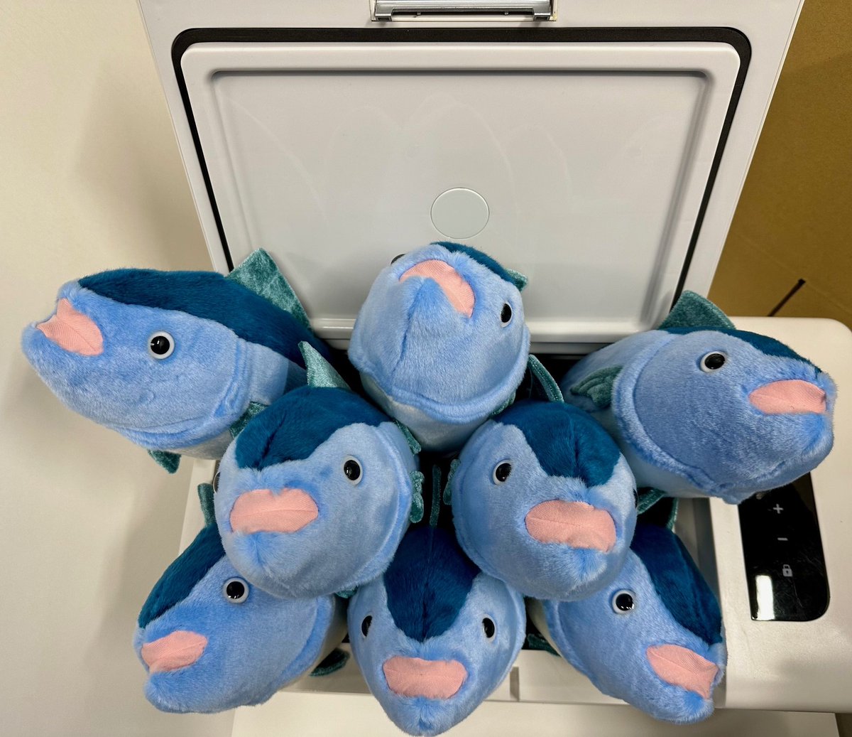 🐟ギフトショップからお知らせ🐟 クロマグロのSサイズが再入荷いたし