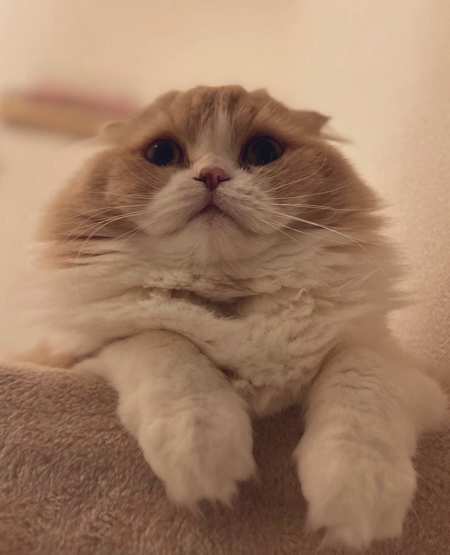 Post by ノックฅ on X: もふもふ😸