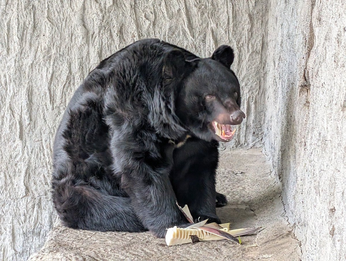 クマたちに #筍 をプレゼント！ ①ごろんと横になってかぶりついた