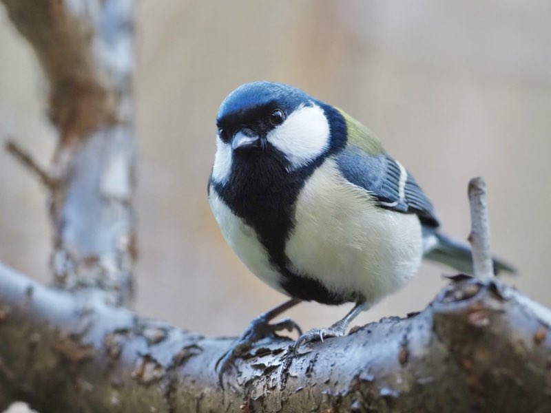 鈴木俊貴 Toshitaka Suzuki (@toshitaka_szk) / Posts and Replies / X