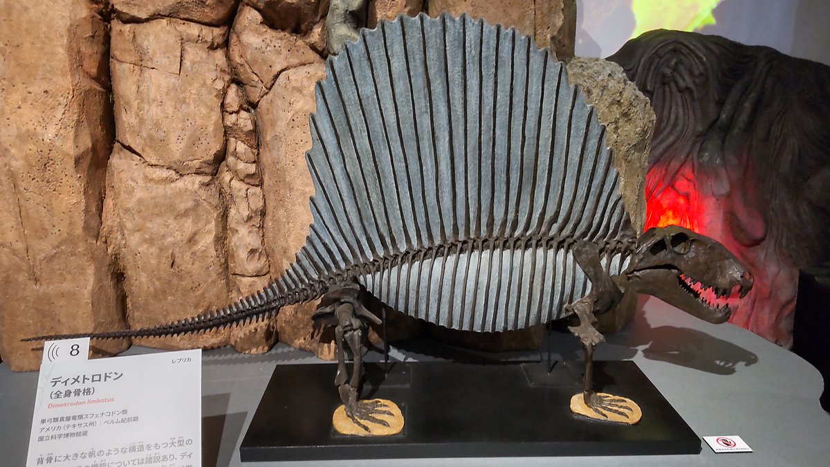 古生代ベルム紀前期 両生類ブランキオサウルス 化石 ドイツ ラベル