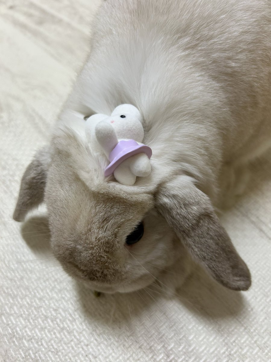 まふぃん君૮ ˙ ˟ ˙ ა (@LopMuffin) / Posts / X