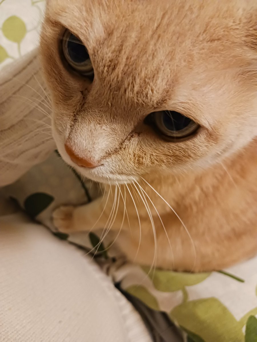 にゃー(飼い猫) (@Fl7m5NyhLHBzLcv) / Posts / X