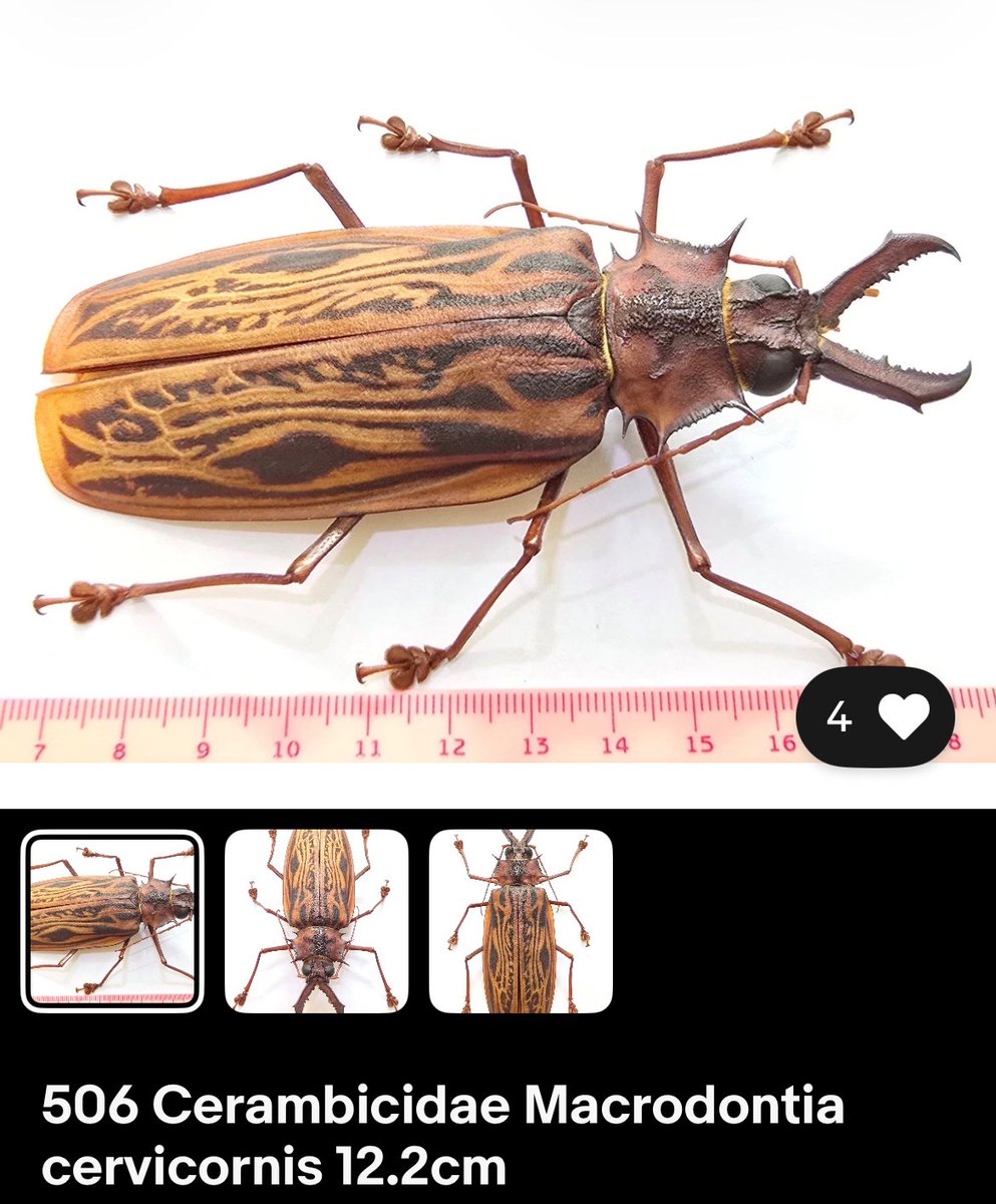 カミキリムシ (@5AuTwuwVZB0alo7) / Posts / X