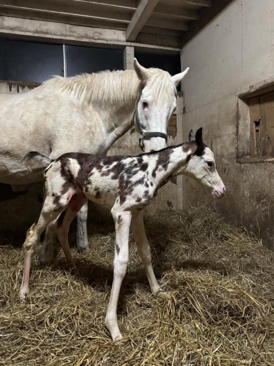 存在自体がプレミアですね😀