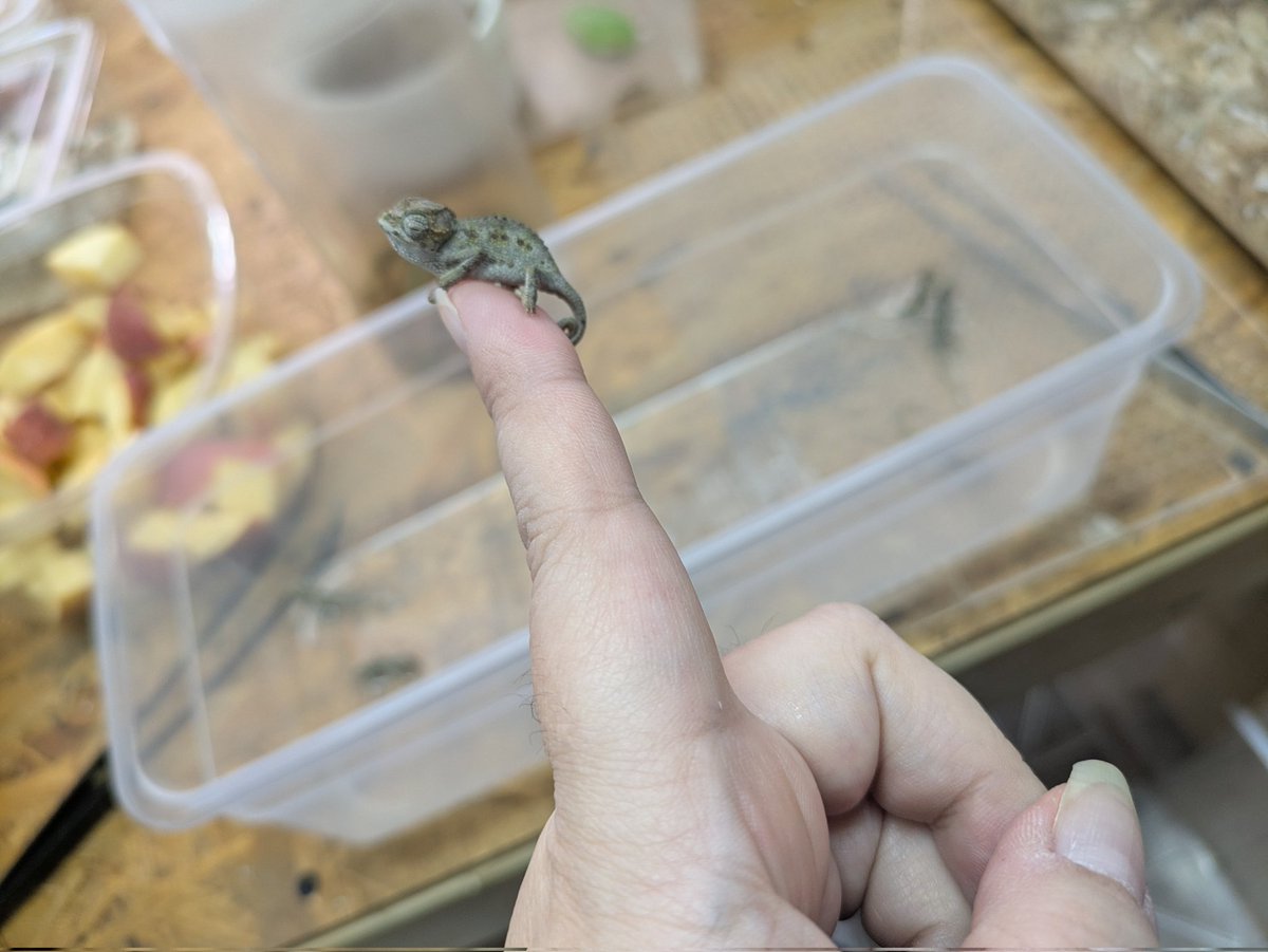 ももれおん😺 (@momoleon2357) / Posts / X