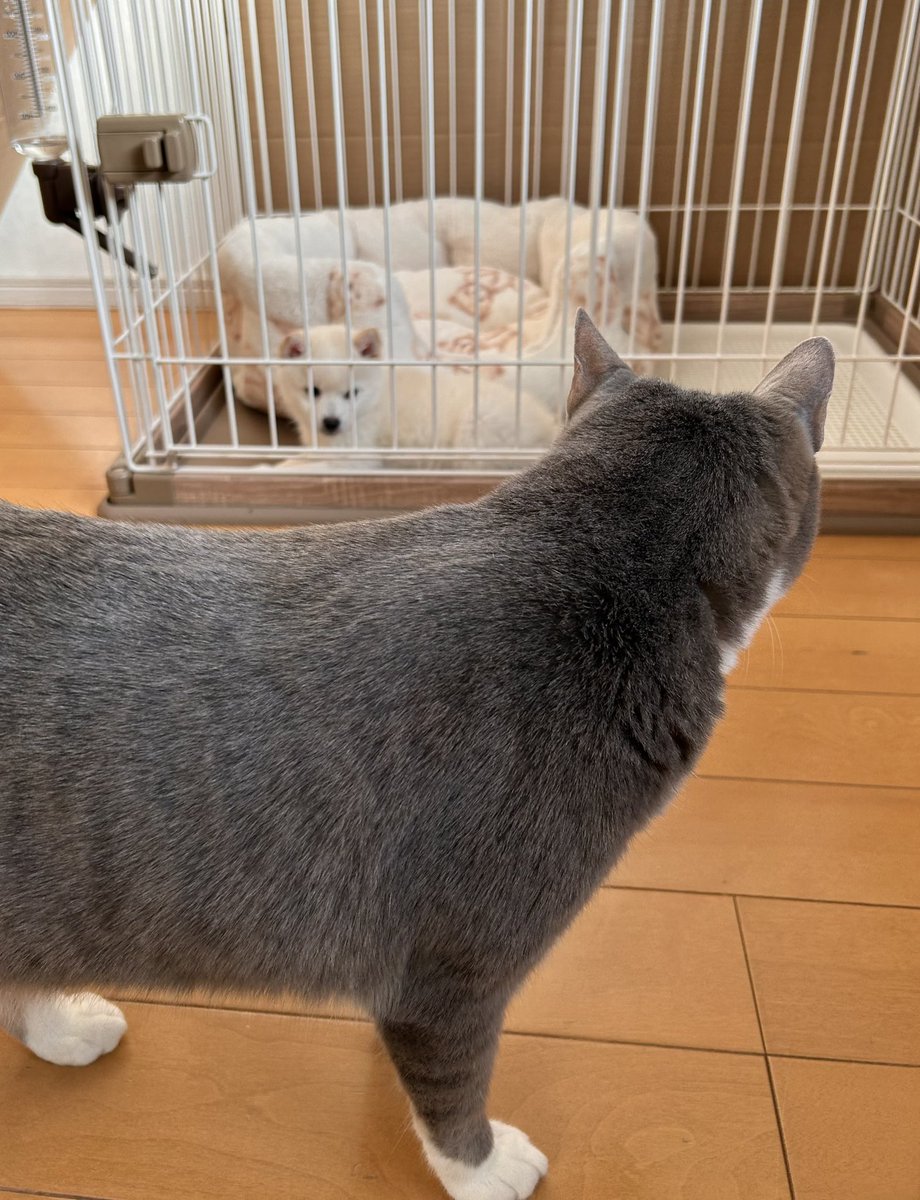 まいど！連休明けのおはにわです☁️ 新入りのマックス🐕がやんちゃで