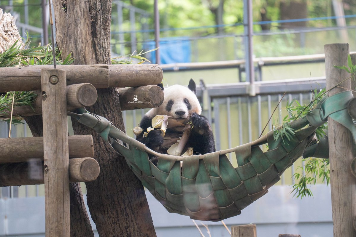 お姉ちゃんと双子の兄妹 😆 2022.05.01 📷 #シャンシャン