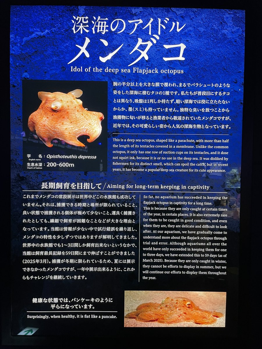 沼津港深海水族館、帰ろうとしたギリギリでメンダコ展示再開！ 拳2個分