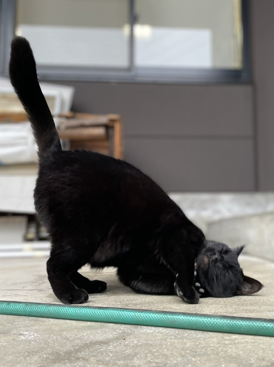 時をかける猫ニャ578 