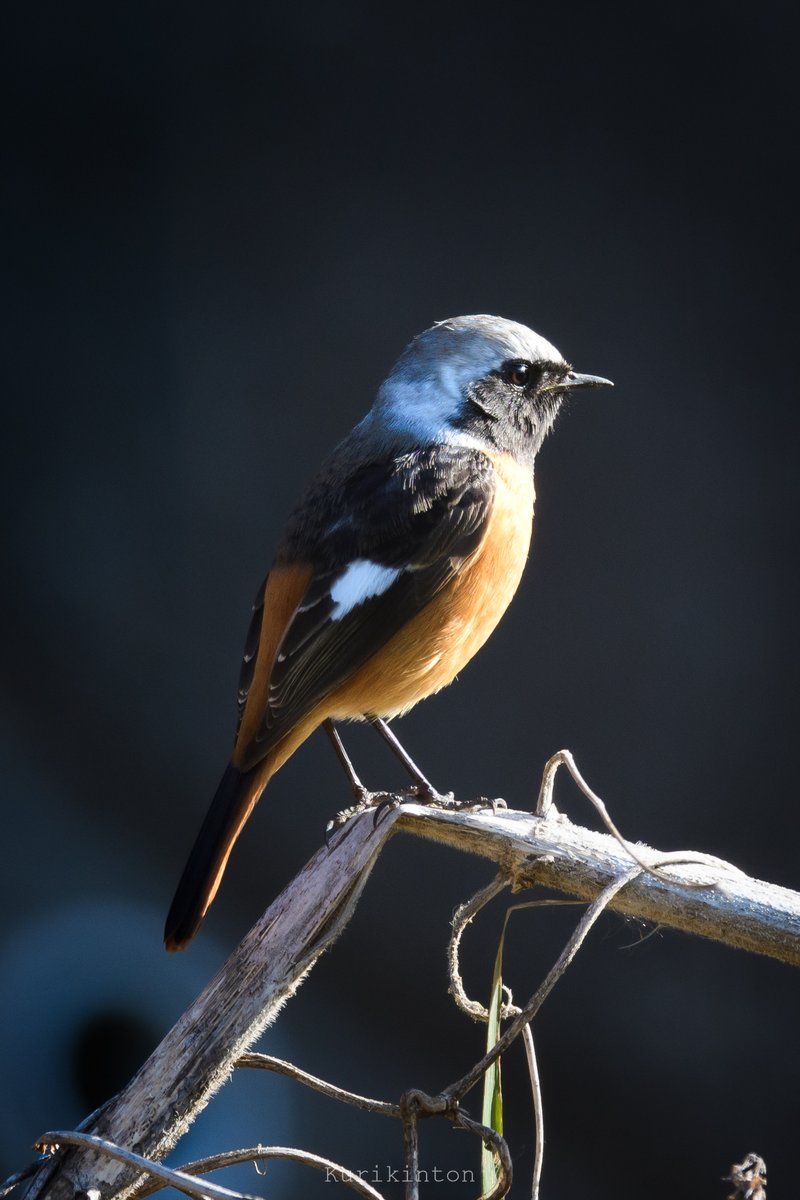 栗きんとん🌰 (@redzone178) / Posts / X