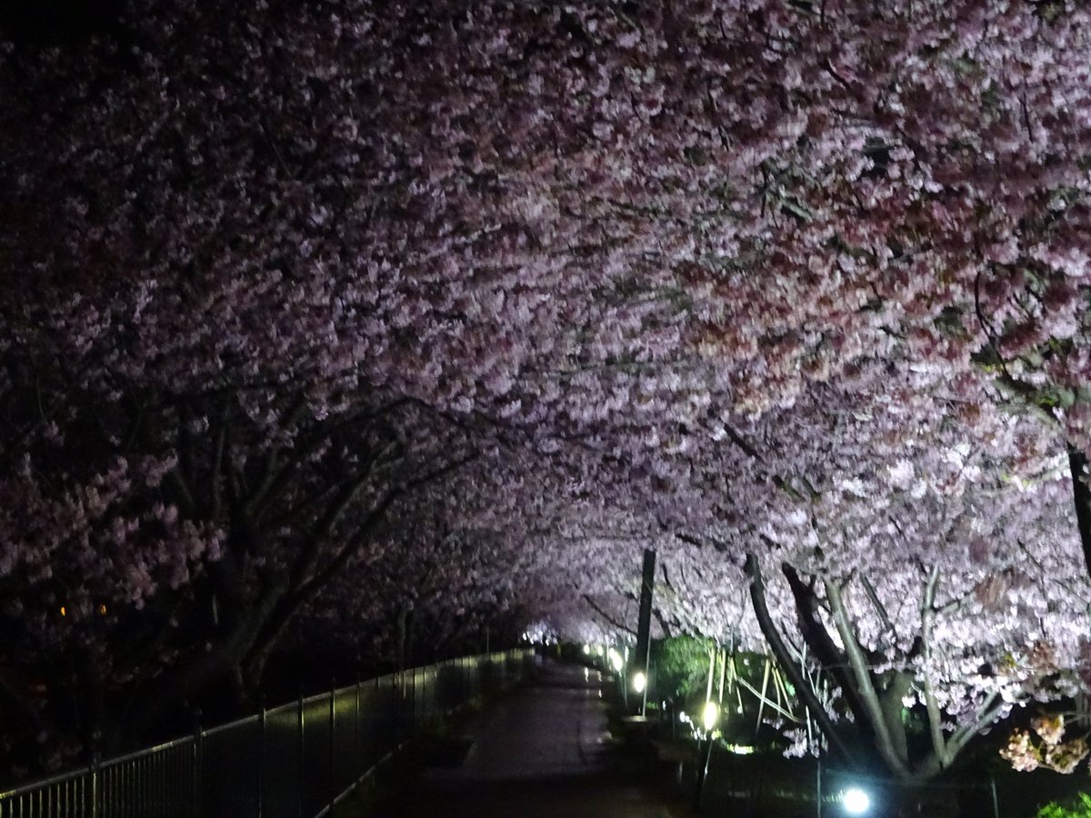 河津町 2026/02/16 夜桜