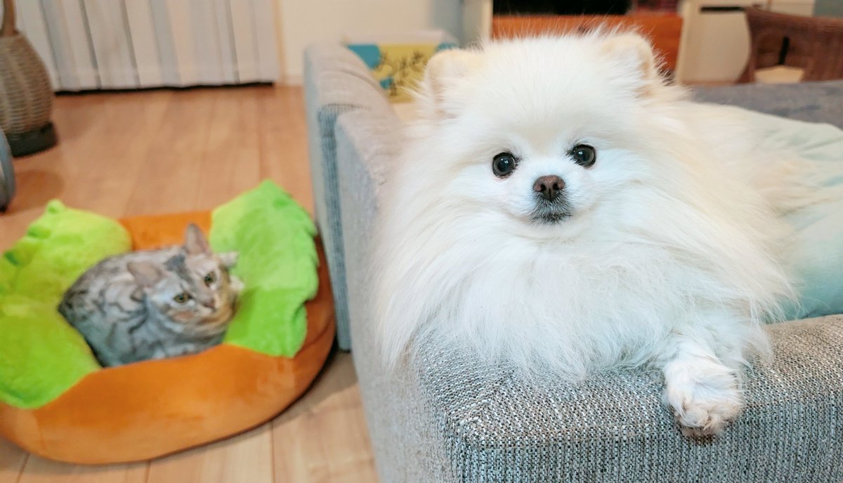 おこめ屋 (@chimaki0328) / Posts / X