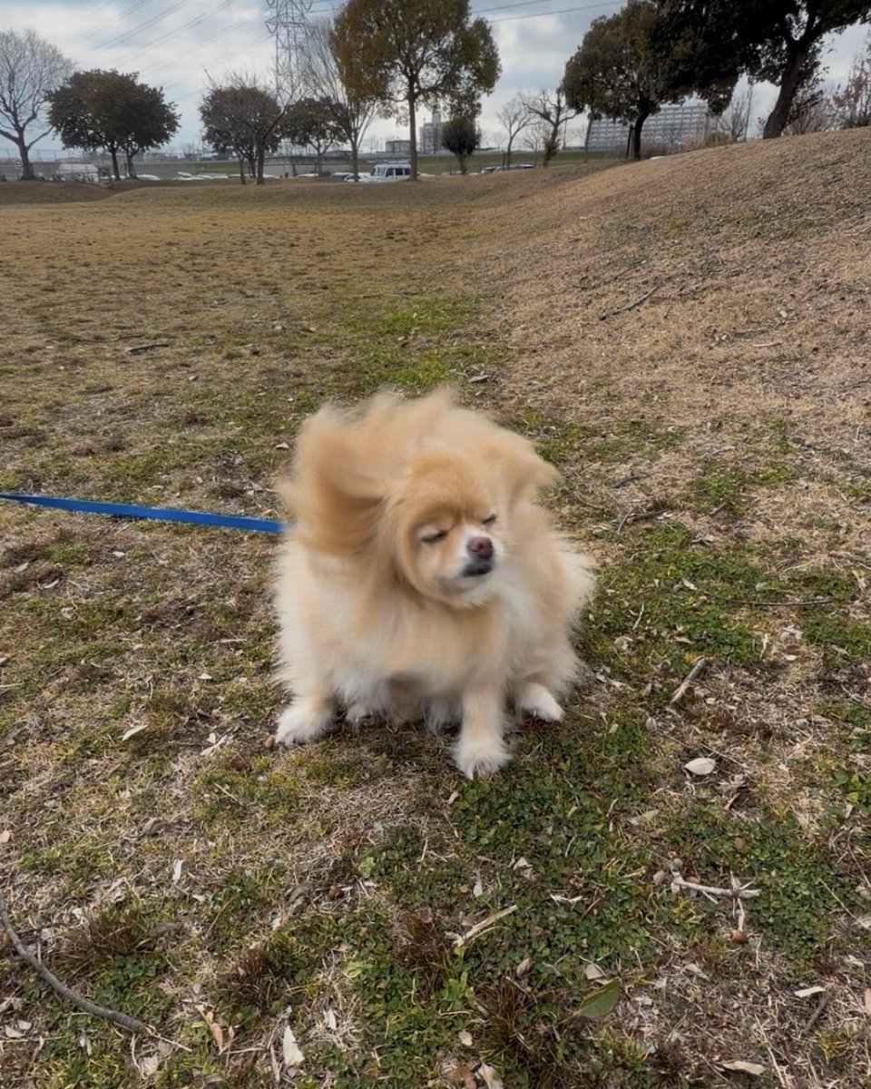 ポメラニアンこまめ (@gfPaOgtThRvy6QP) / Posts / X