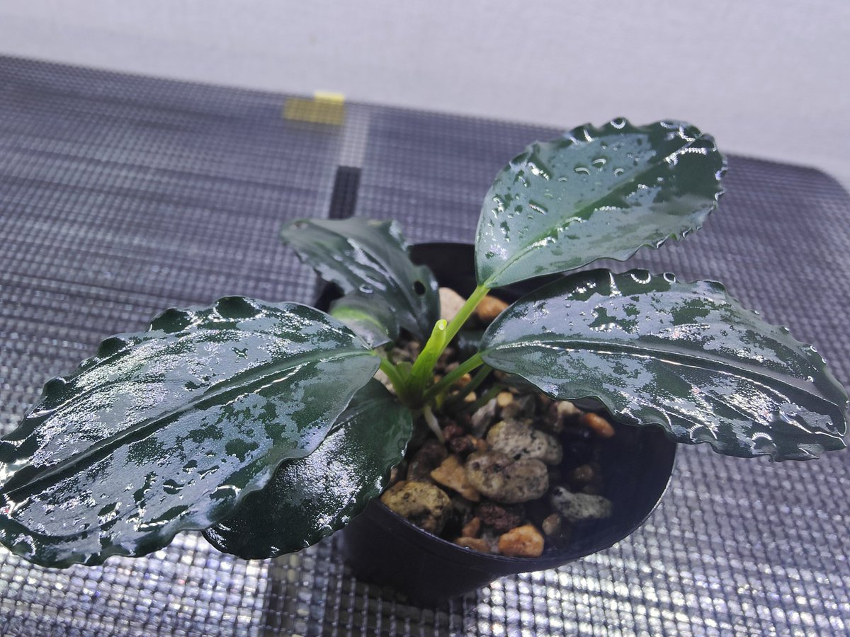 キボーデコ (@kiboudeko) / Posts / X