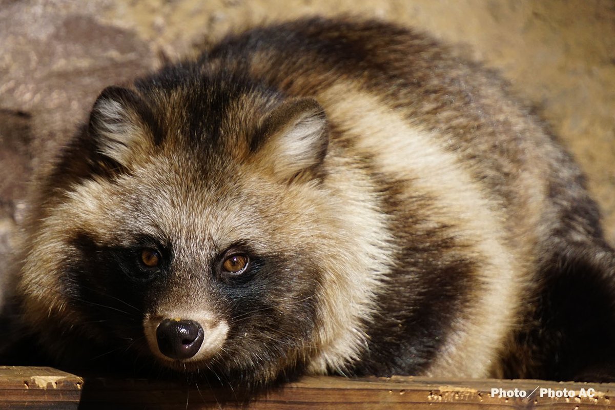 募集】タヌキぽんぽこエピソード🐾 辰巳出版では『タヌキまるごとBOOK