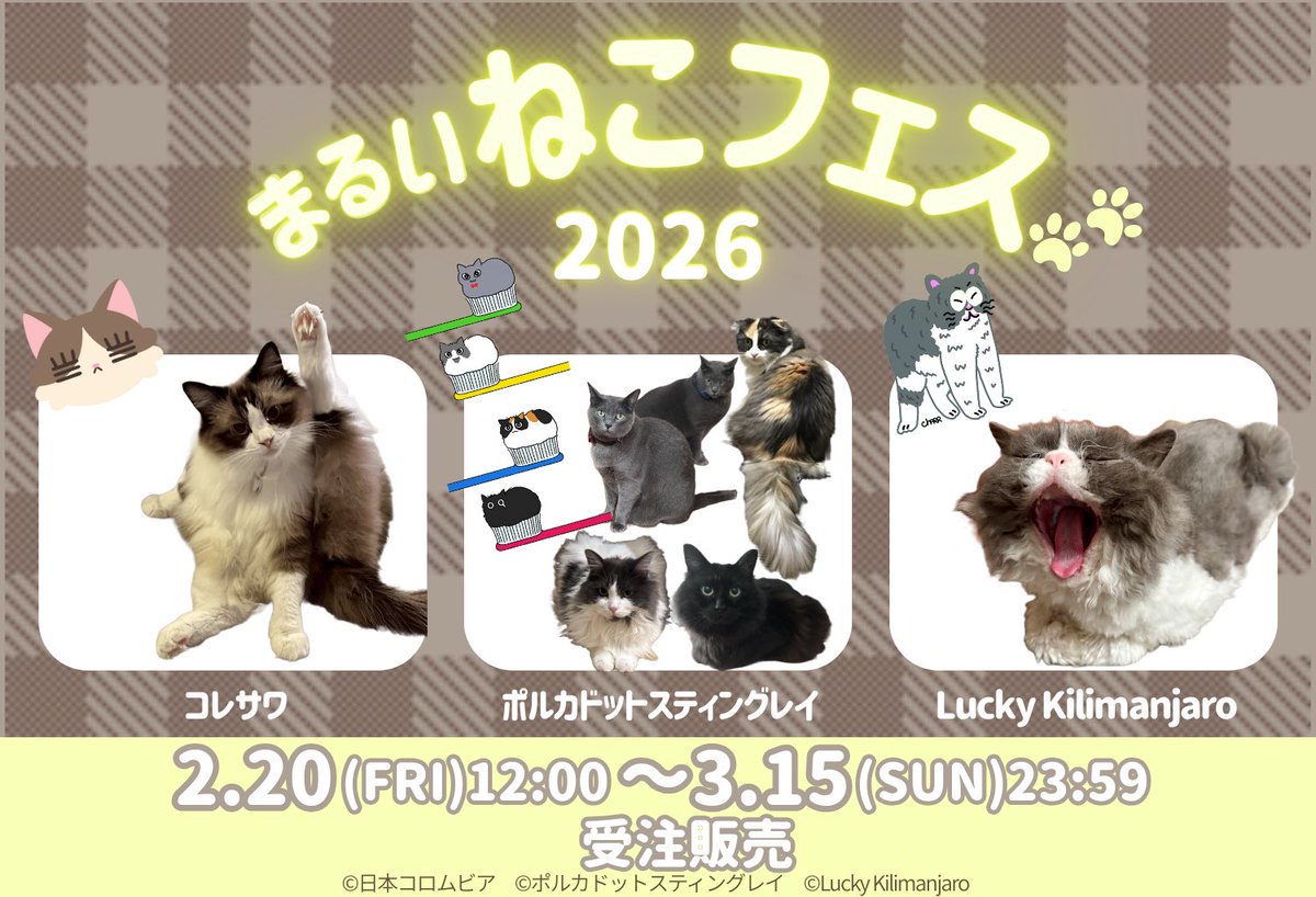 🌋NEWS‼︎🌋 #まるいねこフェス2026 に Lucky Kilimanjaroの参加が決定
