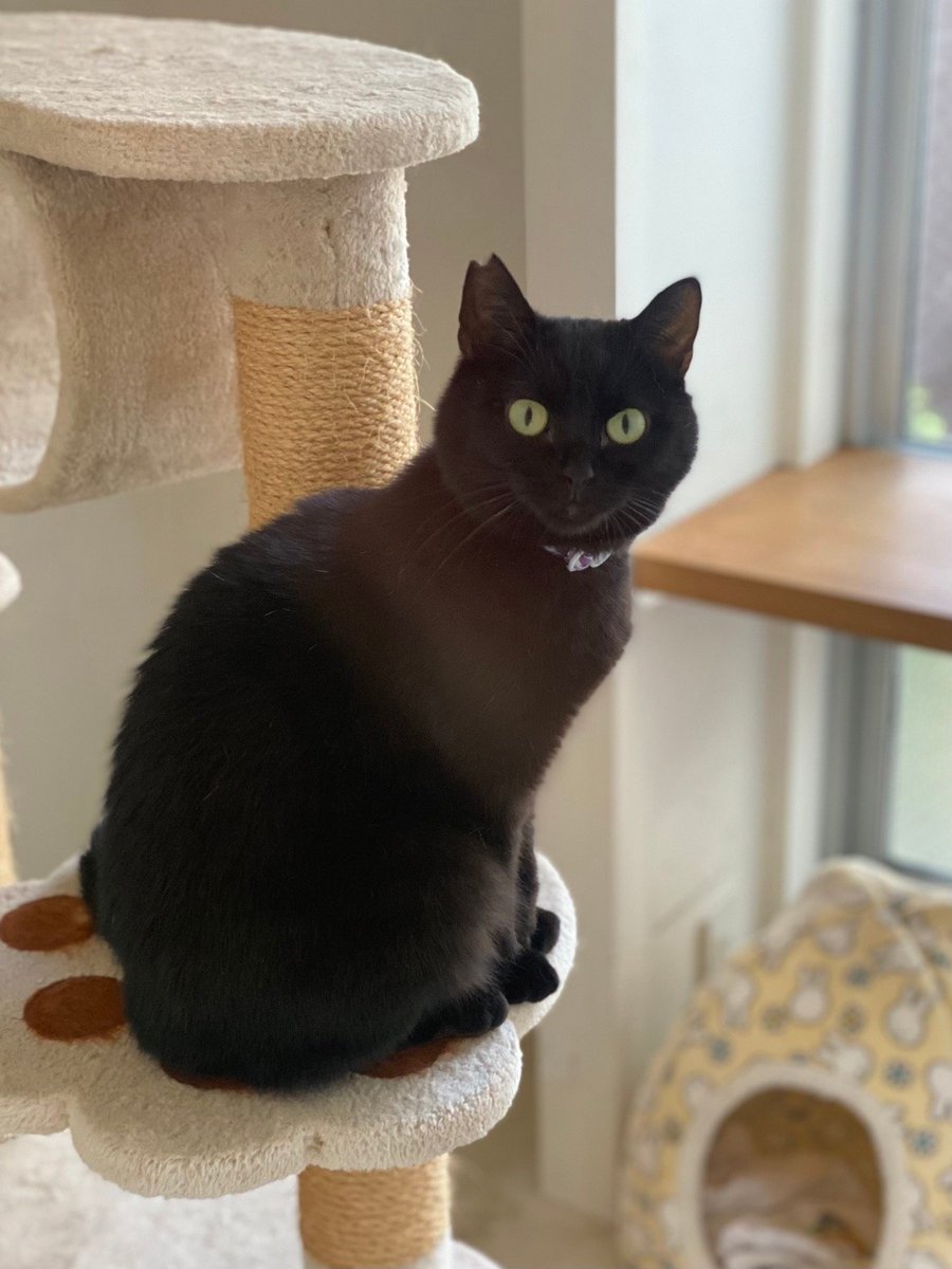 断然黒猫！！🐈‍⬛