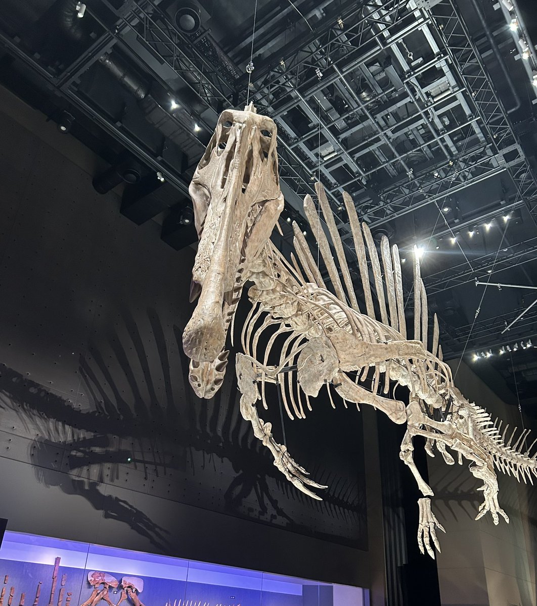 金曜日だから化石貼る 今日は、流石にスピノサウルスだろ。 福井県立