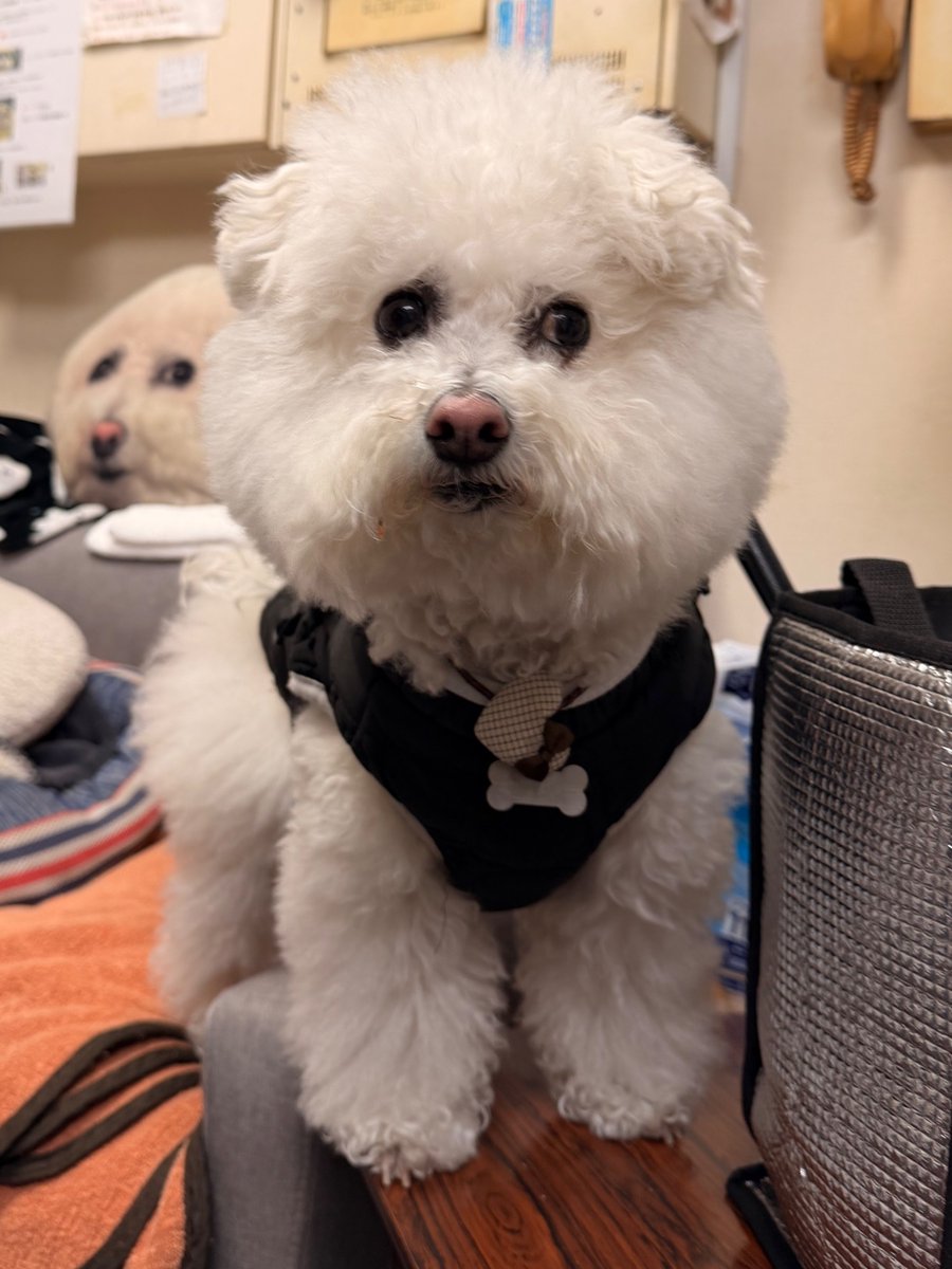 高いところが好きですぐ机にのるツキちゃん🐶性格もマイペースだし前世