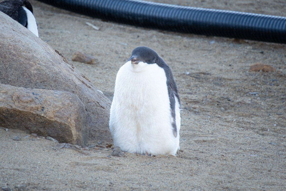 RT @tako_yankees_14: 基地内で羽毛の生え替わりを待つペンギン