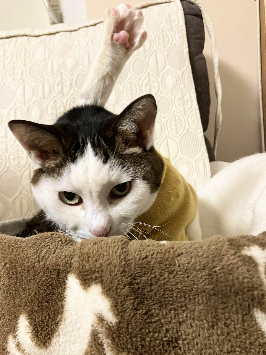 猫の日ですね🐈🐈‍⬛