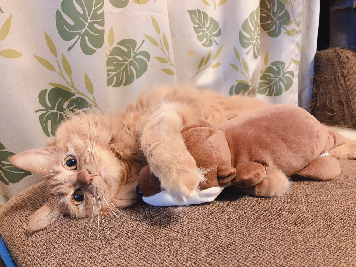 猫の日なので🐱 うちのリキ様を