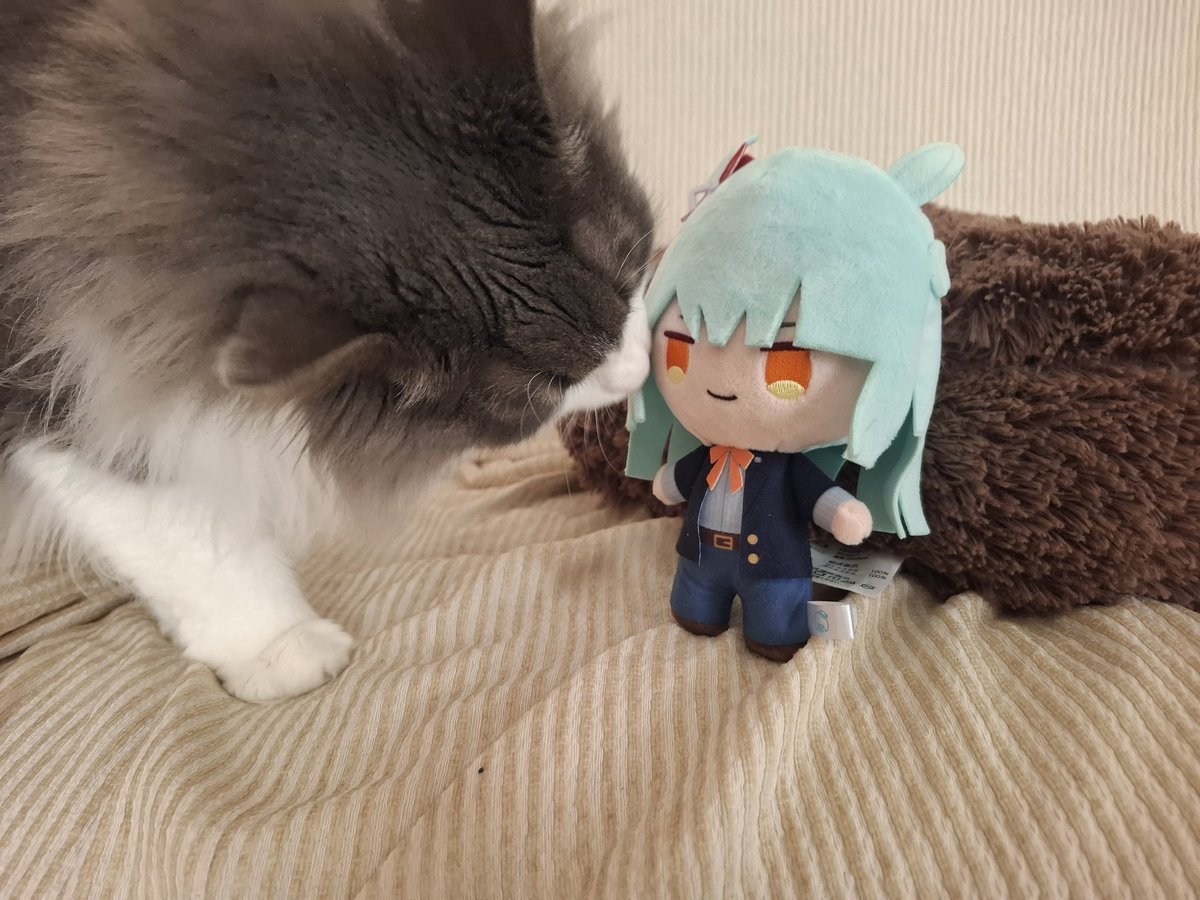 我が家の巨大にゃんこに襲われるマーチ… 入念にチェックされてる…