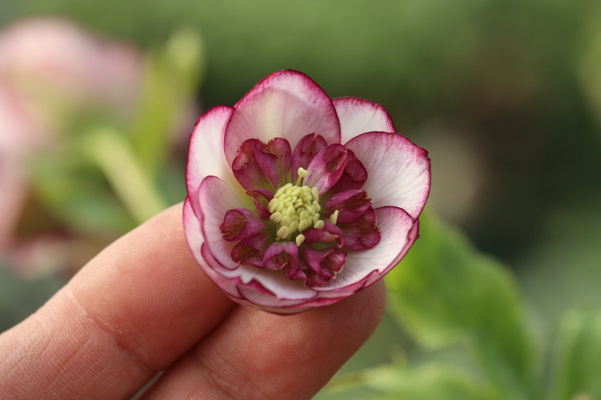 ohgi_nursery (@OhgiNursery) / Posts / X