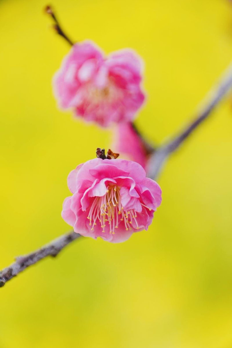 まゆみん𓂃𓂂ꕤ*.ﾟ (@marumaru11751) / Posts / X