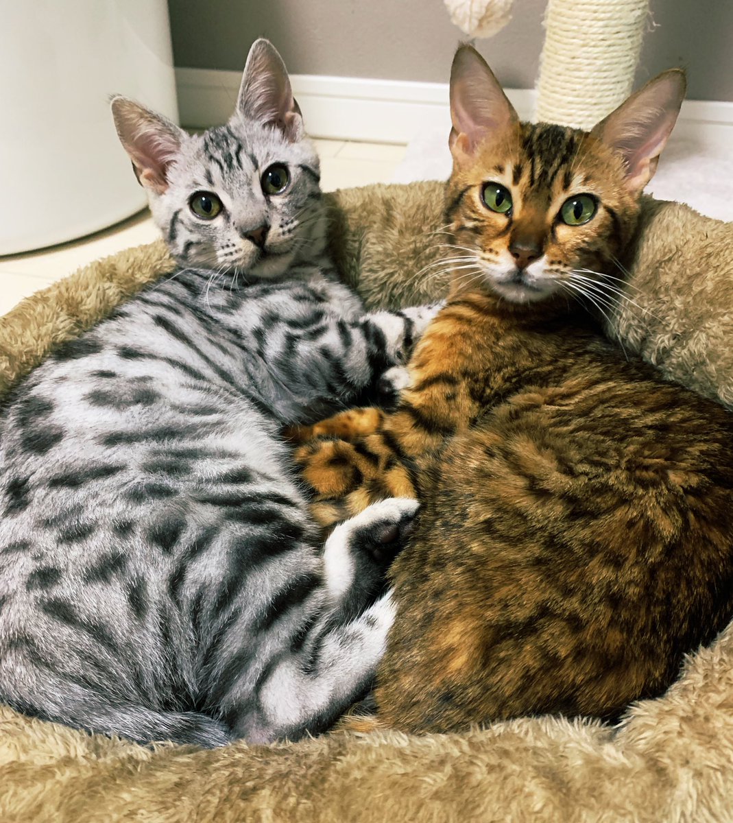 と言うわけで改めてうちのファミリーをご紹介します！因みになんと二人