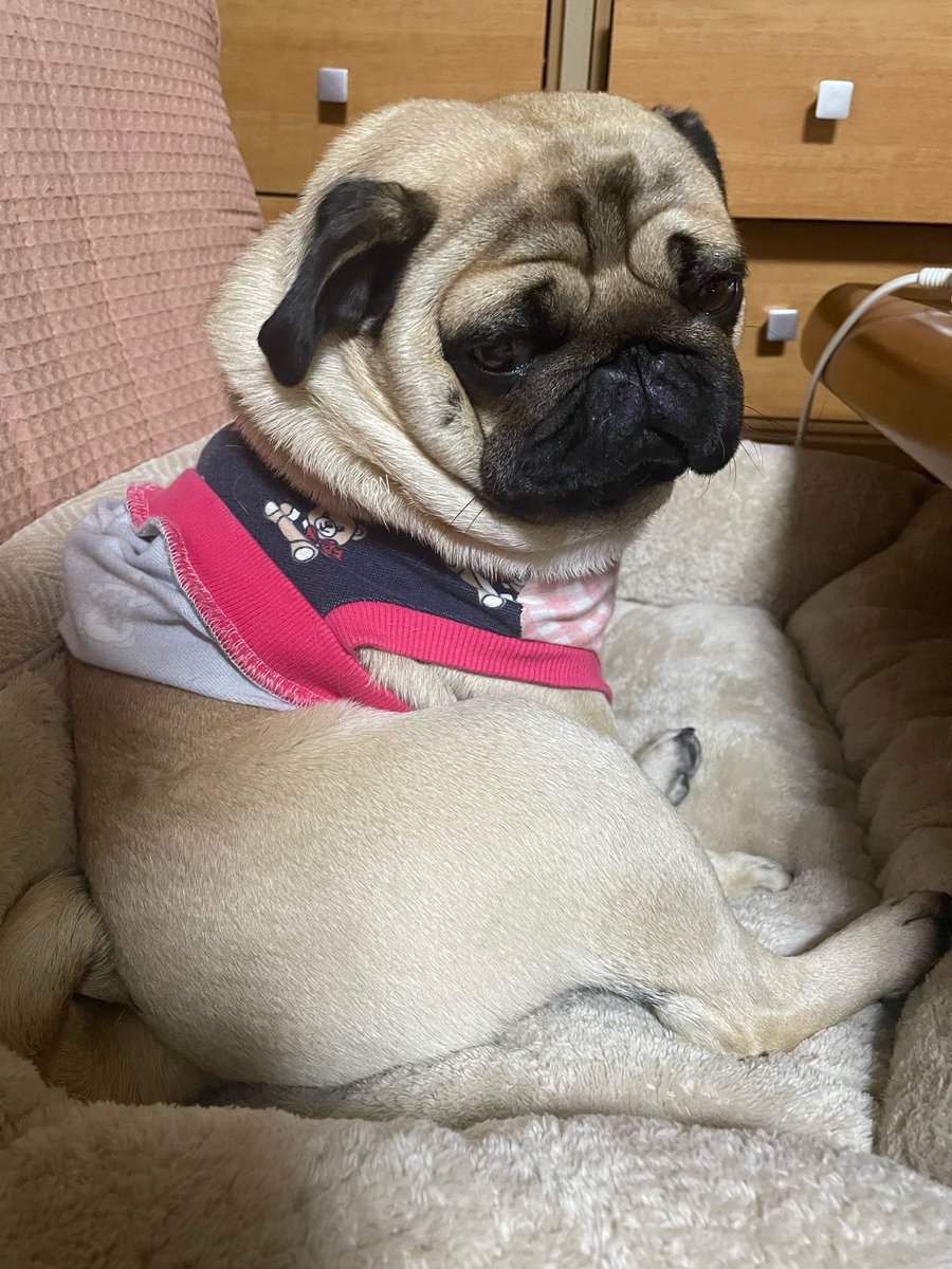 お膝の上に乗らせてもらえなくて不機嫌なゴンちゃん😒