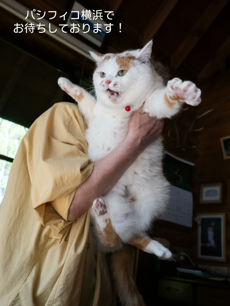 MARCO 🟡写真集「メイ先輩」🟡 (@marco74444) / Posts / X