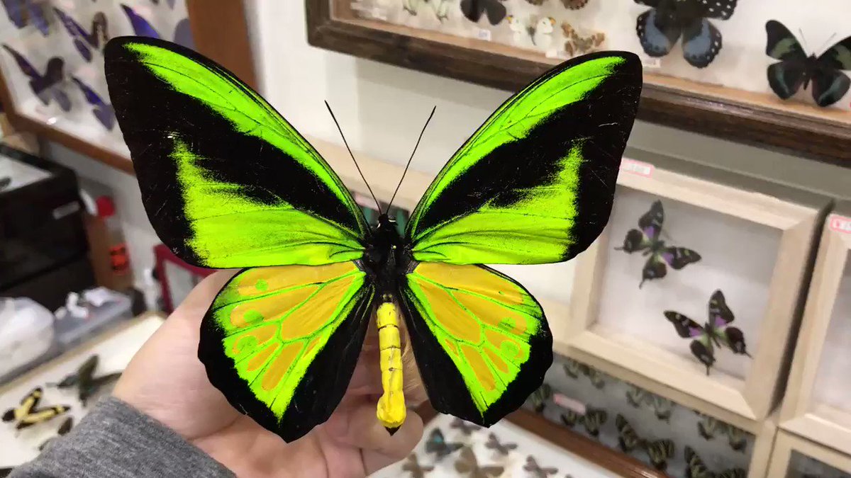 7,ゴライアストリバネアゲハ 世界最大翅面積のチョウ！黄緑の方がオス