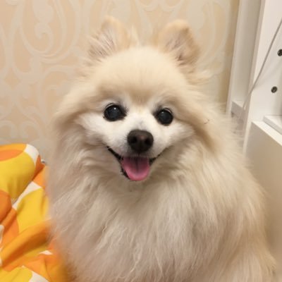 ポメポメ (@pomepome4) / Posts / X