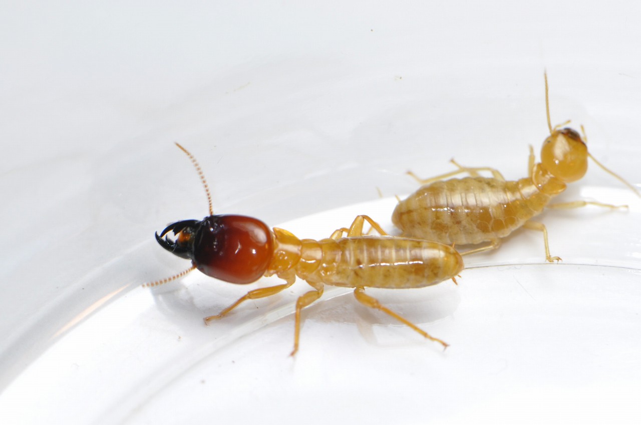 オオシロアリ : みどりもの