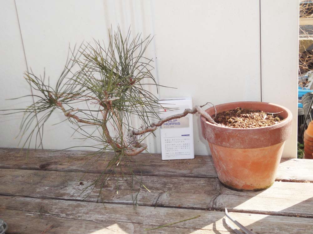 赤松根上がり : 風流盆栽