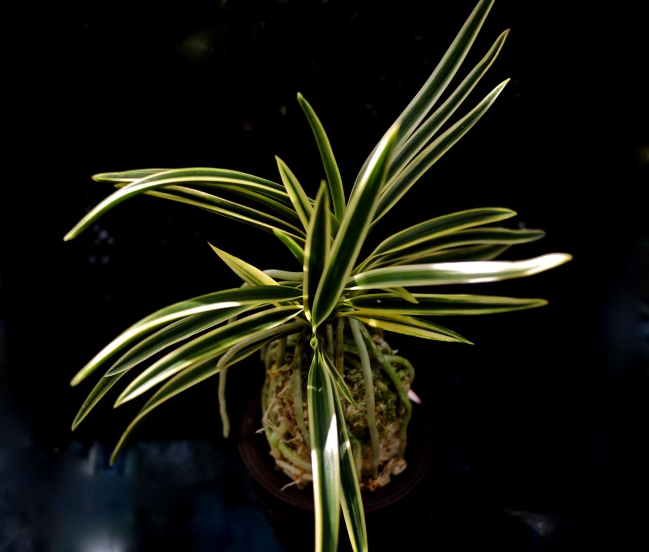 匂威 （においおどし） : □ サムライ オーキッド □ 富貴蘭 セレクト