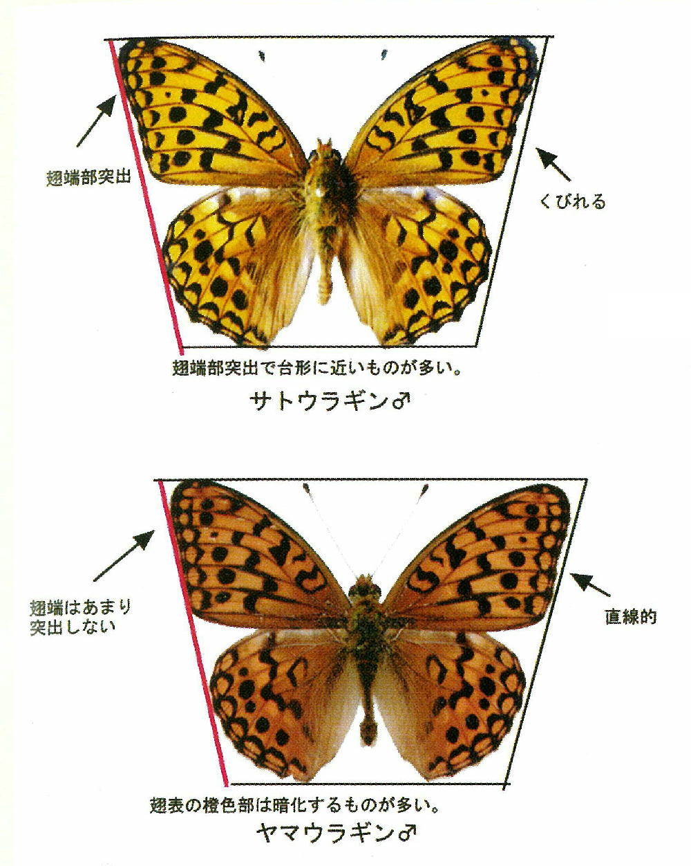 ウラギンヒョウモン 国内に3種もいたとは・・・ビックリです。 : 蝶鳥