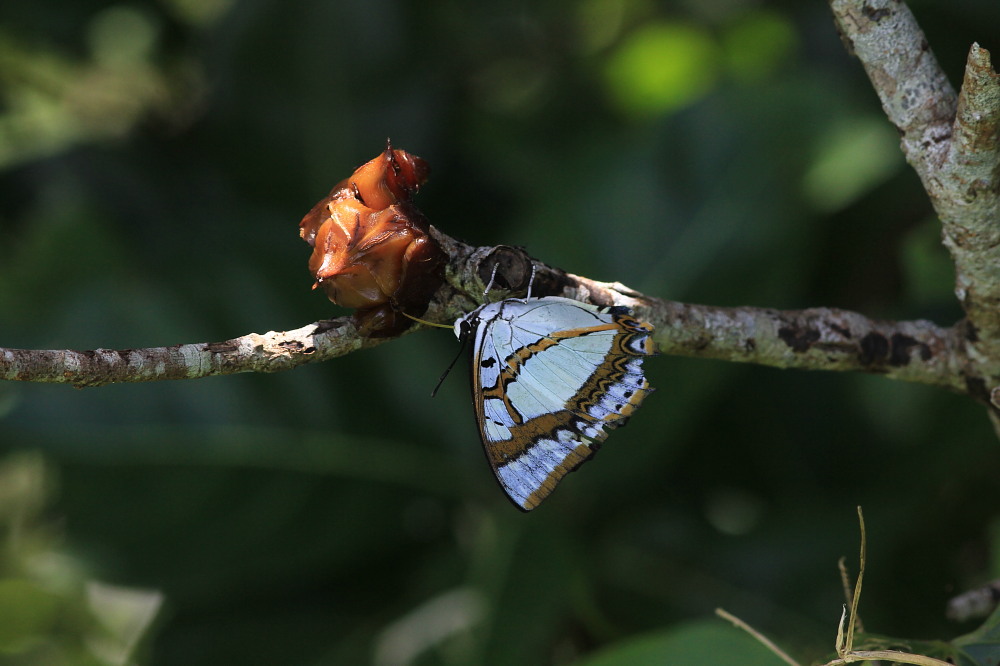 フタオチョウ 国内産タテハチョウの帝王。 2014.6.20-21沖縄01 (雌雄