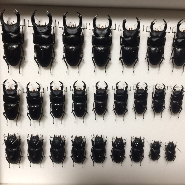 オオクワガタの標本 : ドルクスハンターブログ
