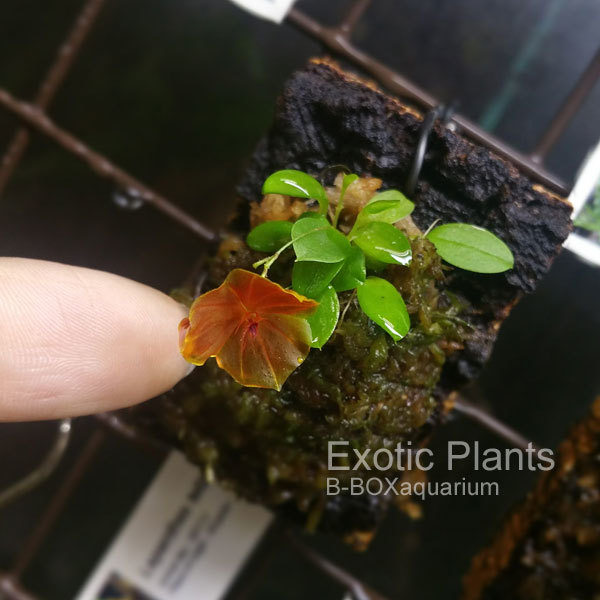 レパンテス っていう南米原産の小型着生蘭～!! : ビーボックス