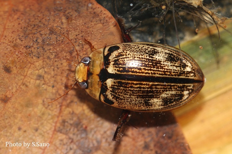 リュウキュウオオイチモンジシマゲンゴロウ : 海を歩くゲンゴロウ