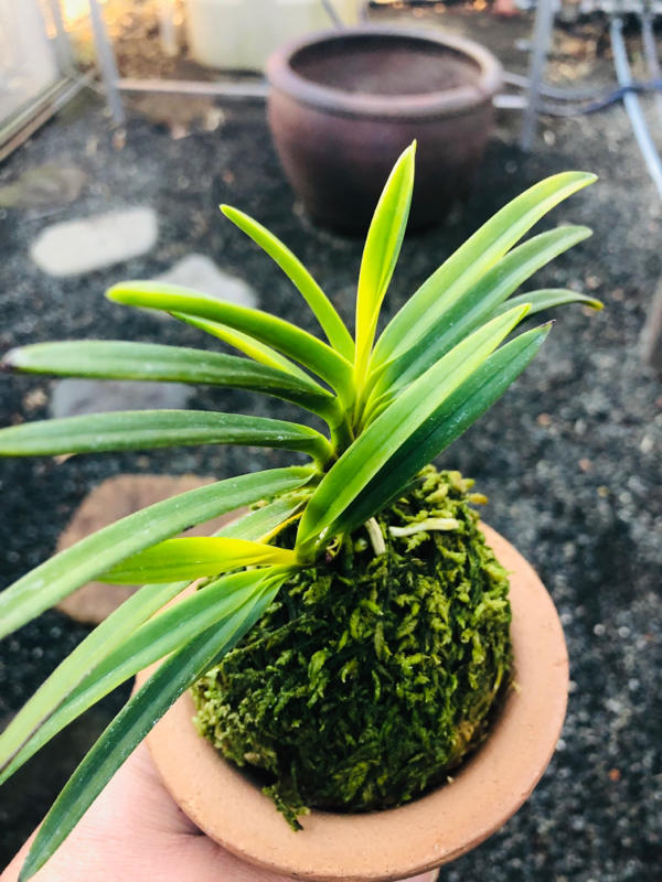 黒金牡丹 : □ サムライ オーキッド □ 富貴蘭 セレクトショップ MAIL