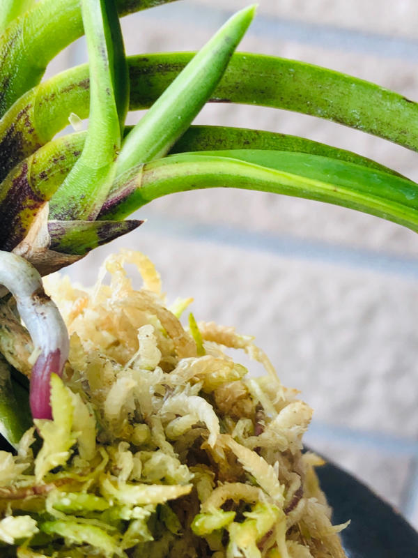 金牡丹黄縞付き黒牡丹No.1 : □ サムライ オーキッド □ 富貴蘭