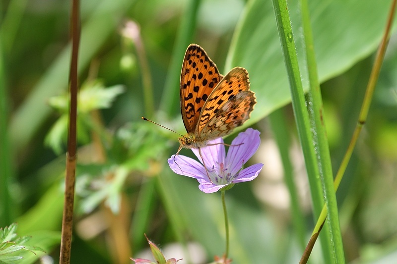 高山の蝶たち-2（ミヤマモンキチョウとタテハ達:2019/7/26） : 小畔川日記