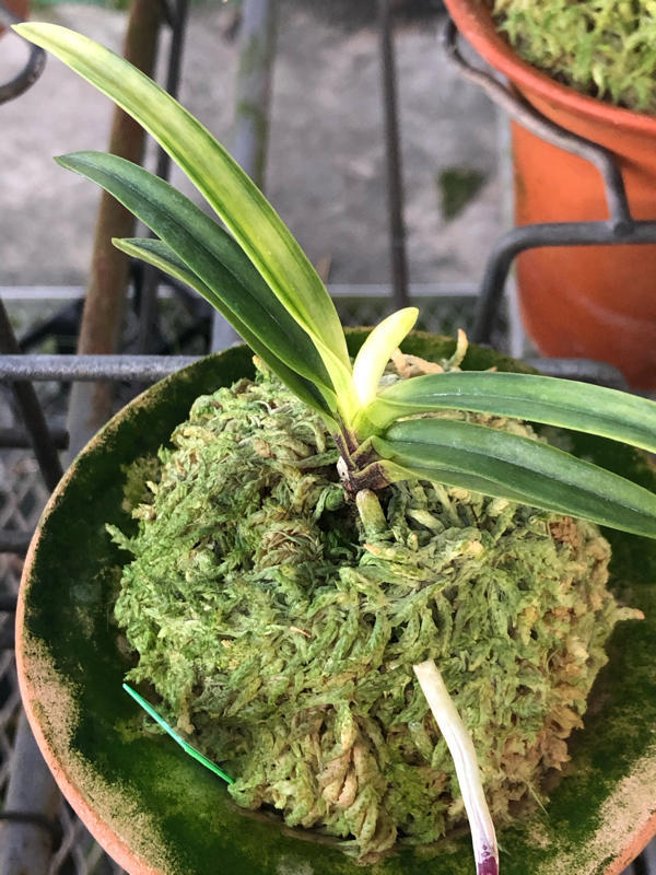 真砂コレクション : □ サムライ オーキッド □ 富貴蘭 セレクト